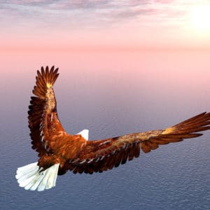 eagle flying over water